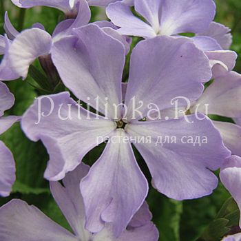 Примула Зибольда Туман