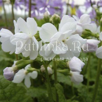 Примула Зибольда Sato Zakura