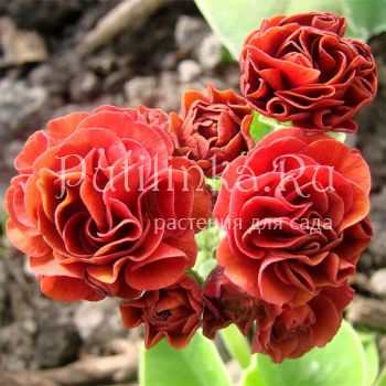 Примула ушковая Heidi (Primula auricula Heidi)