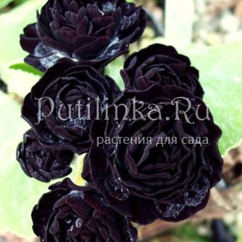 Примула ушковая Matthew Yates (Primula auricula Matthew Yates)