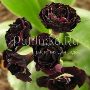 Примула ушковая Matthew Yates (Primula auricula Matthew Yates)