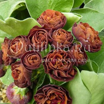 Примула ушковая Branston (Primula auricula Branston)
