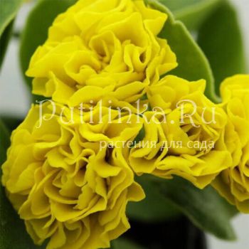 Примула ушковая Forest Lemon (Primula auricula Forest Lemon)
