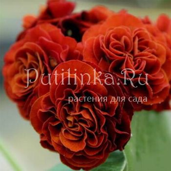 Примула ушковая Don Carlos (Primula auricula Don Carlos)