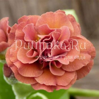 Примула ушковая Grand Slam (Primula auricula Grand Slam)