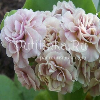 Примула ушковая Nymph (Primula auricula Nymph)