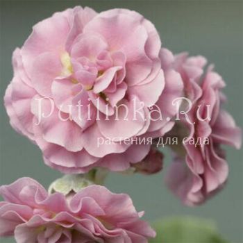 Примула ушковая Piglet (Primula auricula Piglet)