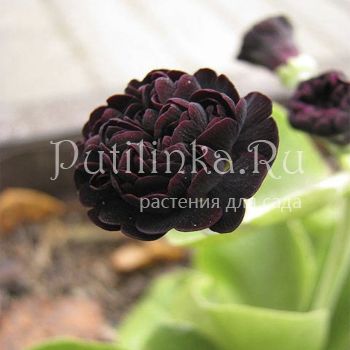 Примула ушковая Max (Primula auricula Max)