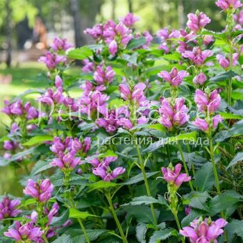 Хелоне косая (Chelone obliqua)