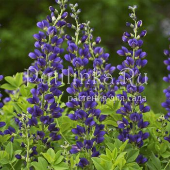 Баптизия Indigo Sky (B. Indigo Sky)