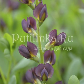 Баптизия Dutch Chocolate (B. Dutch Chocolate)