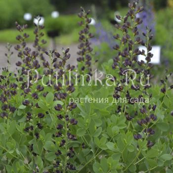 Баптизия Dutch Chocolate (B. Dutch Chocolate)