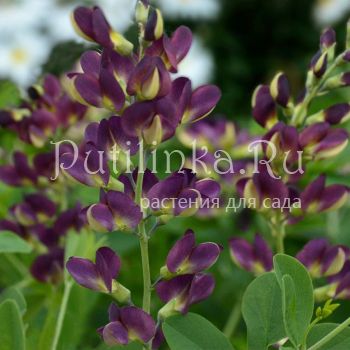 Баптизия Grape Taffy (B. Grape Taffy)