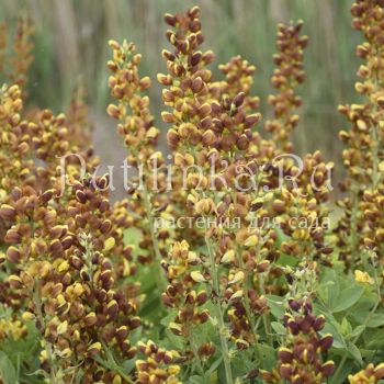 Баптизия Honey Roasted (B. Honey Roasted)