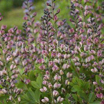 Баптизия Pink Truffles (B. Pink Truffles)