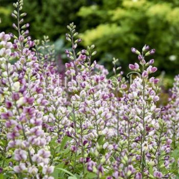 Баптисия Plum Rose (B. Plum Rose)