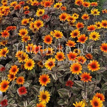 Гелиопсис Orange Marble (H.helianthoides Orange Marble)