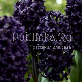 Гиацинт Midnight Sky (H.orientalis Midnight Sky)
