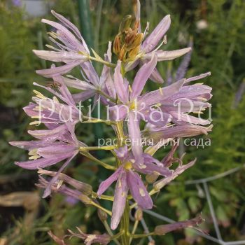 Камассия Sweet Candle (C. Sweet Candle)