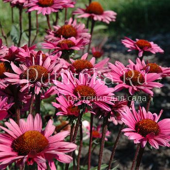 Эхинацея Fatal Attraction (E. Fatal Attraction)