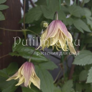 Клематис корейский Dusky (Clematis koreana Dusky)