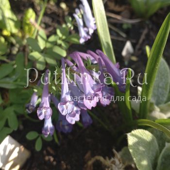 Хохлатка (sp Уссурийская)