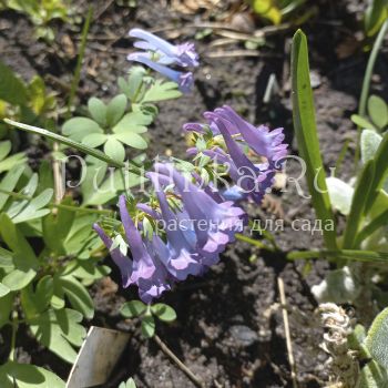 Хохлатка (sp Уссурийская)