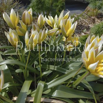 Тюльпан поздний (Казахстан)