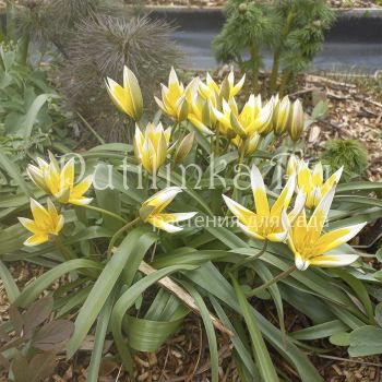 Тюльпан поздний (Казахстан)