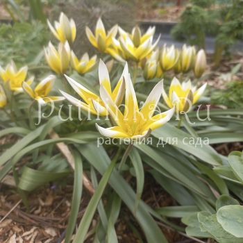 Тюльпан поздний (Казахстан)