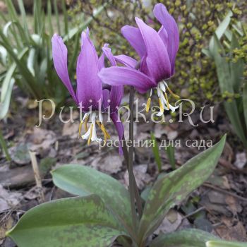 Кандык сибирский сортовая линия Волна