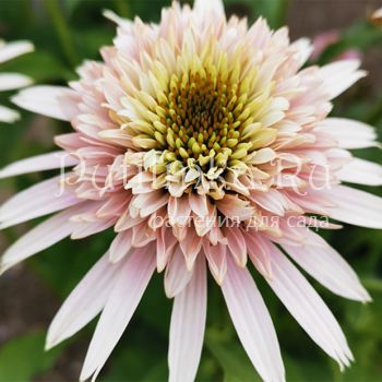 Эхинацея Cherry Fluff