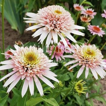 Эхинацея Cherry Fluff