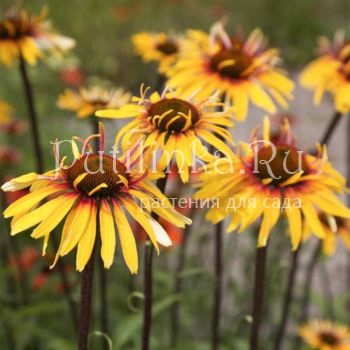 Эхинацея Funky Yellow