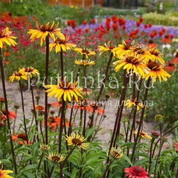 Эхинацея Funky Yellow