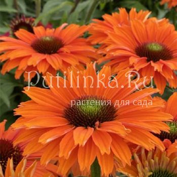 Эхинацея SunSeekers Mineola
