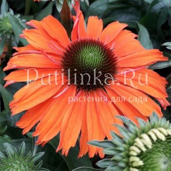 Эхинацея SunSeekers Mineola