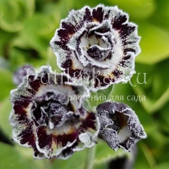 Примула ушковая Merlin Stripe