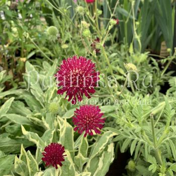 Короставник македонский Thunder and Lightning