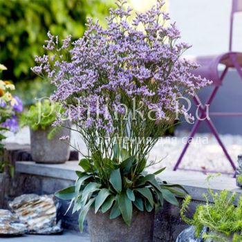 Кермек Гмелина Dazzle Rocks