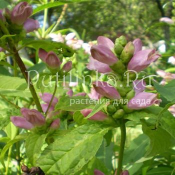Хелоне голая (Chelone glabra)