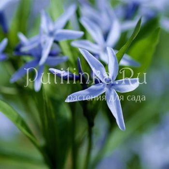 Амсония (Amsonia elliptica)