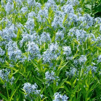 Амсония (Amsonia elliptica)