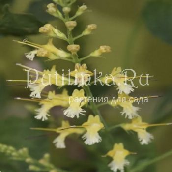 Коллинсония канадская (Collinsonia canadensis)