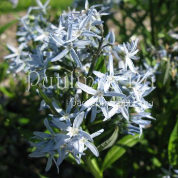 Амсония жесткая (Amsonia rigida)