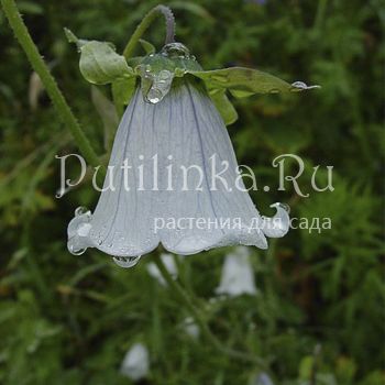 Кодонопсис клематисовидный (С. clematiaea)