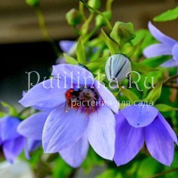 Кодонопсис Грей-Вильсона (Codonopsis grey-wilsonii)