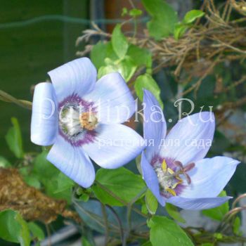 Кодонопсис Грей-Вильсона (Codonopsis grey-wilsonii)