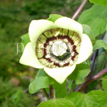 Кодонопсис круглолистный (C. rotundifolia)