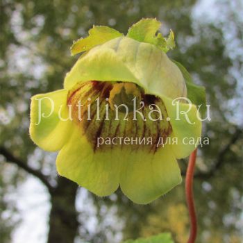 Кодонопсис круглолистный (C. rotundifolia)